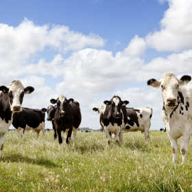 Wybór elektrycznego ogrodzenia pastwiska - na co zwrócić uwagę?