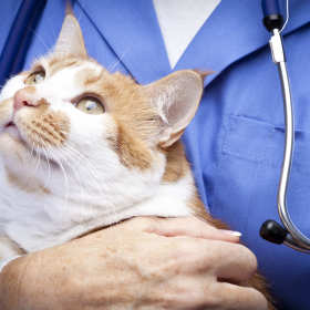 Jakie choroby i dolegliwości mogą dosięgnąć naszego kota?