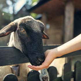 Dlaczego gospodarstwo agroturystyczne to dobre miejsce na wypoczynek z dziećmi?