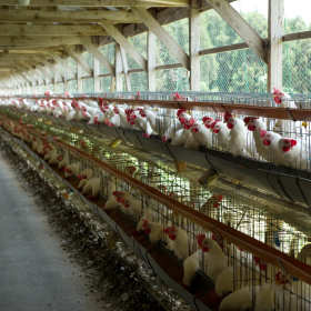 Wykorzystanie stalowej hali na budynki inwentarskie