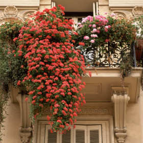 Dlaczego pelargonie z Centrum Ogrodniczego Sequoia to idealne kwiaty na balkon?