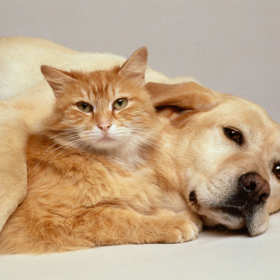 Przychodnia Weterynaryjna Marty Jastrzębskiej – kompleksowa opieka weterynaryjna