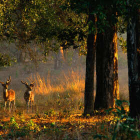Dlaczego warto wybrać się na polowanie z Biurem Polowań Dewizowych Art-Hubert?