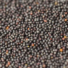 W jaki sposób odpowiednio wybrać nasiona rzepaku ozimego? Postaw na ofertę Centrali Nasiennej ze Starogardu Gdańskiego! 