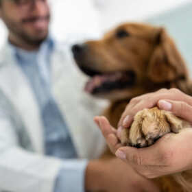  Poradnia weterynaryjna Marty Jastrzębskiej – zdrowie pupila w dobrych rękach!