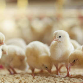 Drób hodowlany i sprzedaż piskląt — Zakład Wylęgu Drobiu