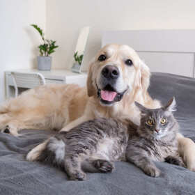 Gabinet weterynaryjny Błażeja i Józefa Kozarów – odpchlenie, odrobaczanie i odkleszczanie zwierząt