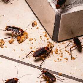 Specjalistyczna dezynsekcja - Zakład dezynsekcji, dezynfekcji i deratyzacji Przemysław Groński 