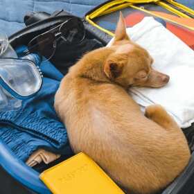 Przychodnia Weterynaryjna Marta Jastrzębska: Paszporty dla zwierząt - czym są i jak je uzyskać?