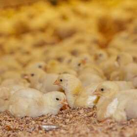 Sprzedaż i hodowla piskląt w Zakładzie Wylęgu Drobiu - Twoje zdrowe źródło drobiu