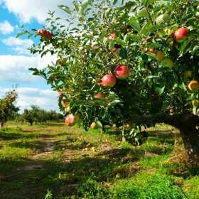 Stwórz przydomowy sad z pomocą Centrum Ogrodniczego Ilex