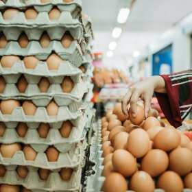 Dystrybutorzy jajek - gdzie znaleźć najbardziej niezawodnych dostawców? Oferta firmy A&J Gurga