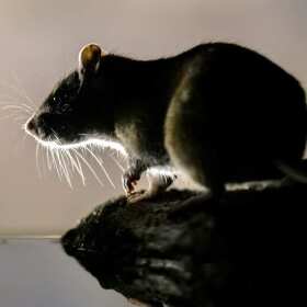 Jak Zakład Dezynsekcji, Dezynfekcji i Deratyzacji Przemysław Groński przeprowadza deratyzację?