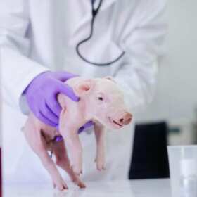 Leki antybiegunkowe dla prosiąt Bentawet – ochrona zdrowia trzody chlewnej