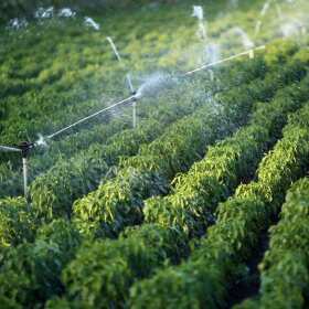 Jaki nawóz wybrać do swoich potrzeb? - NaturalHouse