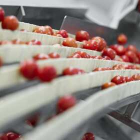 Przenośniki ze zbiornikiem płuczącym w przemyśle spożywczym