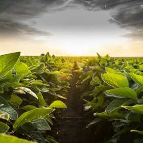 Nasiona holenderskie – Hurtownia Polan