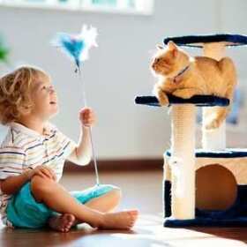 Drapaki dla kotów – ochrona mebli i zdrowie pupila