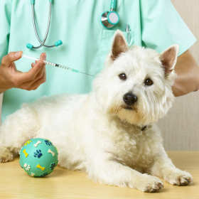 Szczepienie psów – przed czym warto chronić czworonogi?