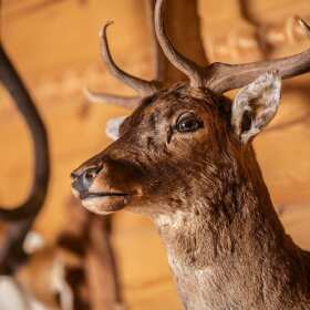 Przygotowanie trofeów do wyceny – Pracownia Preparowania Zwierząt