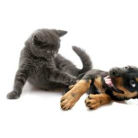 Wizyty domowe weterynarza – opieka w komfortowym otoczeniu