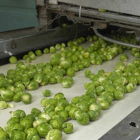 Czym charakteryzują się przenośniki taśmowe dla branży spożywczej?