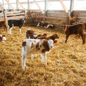 Budowa obór w nowoczesnym rolnictwie