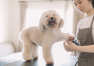 Dlaczego warto zabierać psa do salonu piękności?