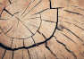 Kiedy najlepiej sprawdzi się drewno dębowe?