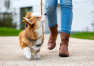 Jak nauczyć psa chodzić na smyczy?