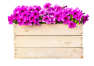 Paprotka Kwiaciarnia M. Karaluch: Na czym polega popularność flowerboxów?