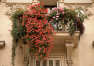 Dlaczego pelargonie z Centrum Ogrodniczego Sequoia to idealne kwiaty na balkon?