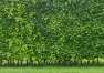Sposoby na piękny, zielony żywopłot