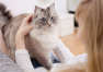 Jak leczyć alergię na kota?