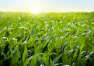 Dlaczego warto stosować nawozy dolistne do upraw kukurydzy?