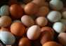 Co warto wiedzieć o jajkach? - Przedsiębiorstwo Produkcyjno-Handlowe Kayik