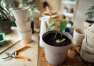 Kiedy i w jaki sposób najlepiej przesadzać rośliny doniczkowe? Poradnik Centrum Ogrodniczego Twój Ogród