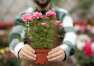 Pielęgnacja róż w doniczkach – Magic Rose