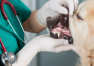 Zabiegi przeprowadzane w ramach stomatologii weterynaryjnej