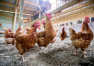 Zakup kur niosek do przydomowej hodowli drobiu