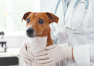 Badania profilaktyczne psów i kotów, czyli zdrowie pupili pod kontrolą
