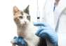 Jak przygotować kota do szczepienia?