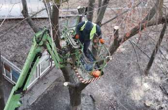 O rodzajach cięć drzew opowiada Aneta Korzeniewska prowadząca usługi leśne