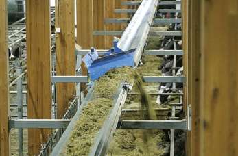 Przenośniki taśmowe do karmienia bydła