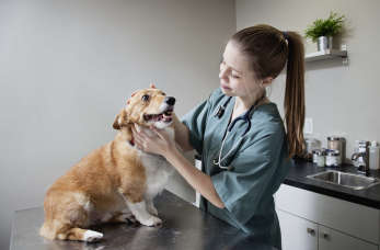 Lecznica weterynaryjna VITA - pierwsza prywatna klinika dla zwierząt w Częstochowie