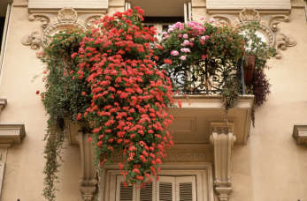Dlaczego pelargonie z Centrum Ogrodniczego Sequoia to idealne kwiaty na balkon?