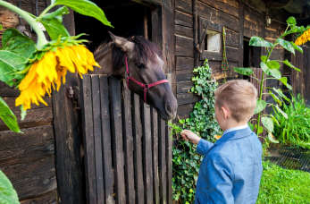 Wakacje na Kaszubach z gospodarstwem agroturystycznym Pod Lipą