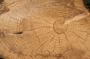 Jak wybrać drewno dobrej jakości?