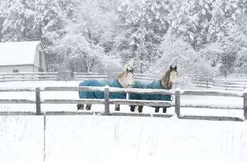 Kiedy koń potrzebuje derki?
