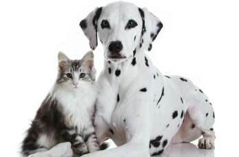 Dermatologia i stomatologia dla zwierząt w Przychodni Weterynaryjnej Arka